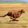 Lightning Fast Wordpress